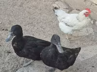 Домашня мускусна качка — фото 1