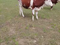 Krava, Simmental cattle — foto 1