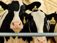 İnek, Holstein ırkı — foto 3