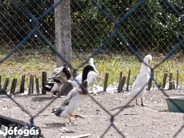 ኢንዲያን ራነር