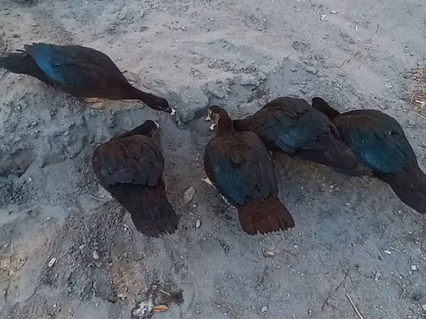 Ducks