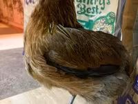 Araucana — Foto 2