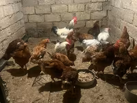 Chickens — عکس 3