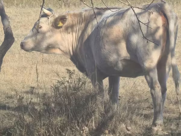 Sapi, Latvian Blue cattle