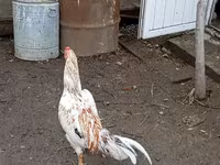 Chickens — foto 5