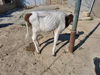 วัวตัวเมีย, Simmental cattle — รูปภาพ 5