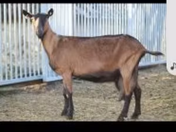 암염소, Alpine goat