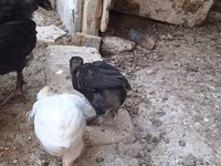 Chickens — foto 1