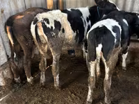 Cow, Russian Black pied cattle — photo 1