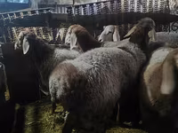 Biri-biri betina, Sheep — foto 2