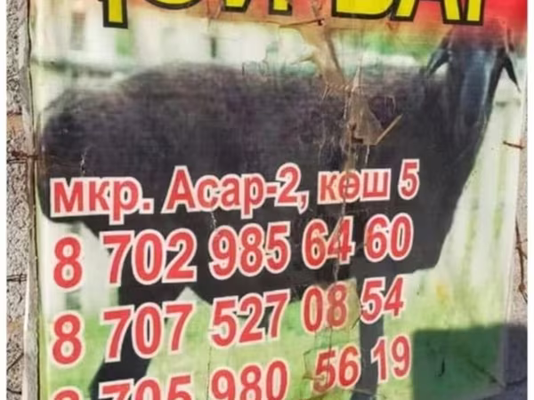 Baran, Owce — Kazachstan