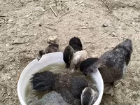 Domestic Muscovy — 3-rasm