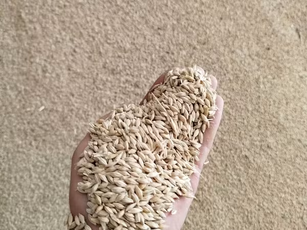 Продаю ячмень. Цена 22 сом