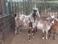 Jarac, Nubian Goat — fotografija 2