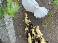 Ducks — รูปภาพ 2
