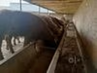 گاو نر, Simmental cattle — عکس 8