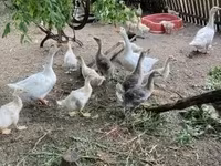 Geese — φωτογραφία 2