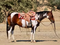 Kuda jantan, National Show Horse — foto 4