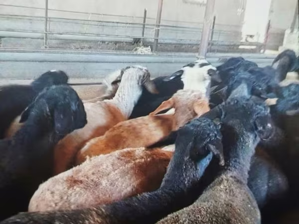 Kambing jantan, Sheep