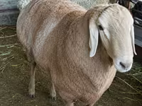 Қошқар, Arashan sheep — 7-сурет