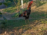 Chickens — Foto 1