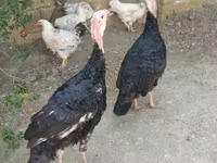 Turkeys — zdjęcie 2