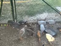 Guinea fowl — الصورة 1