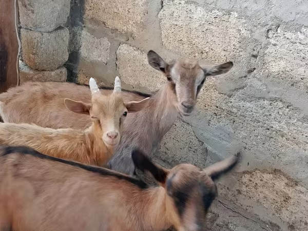 بز ماده, Saanen goat