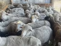 Biri-biri betina, Sheep — foto 2