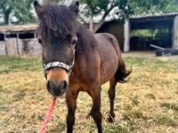 Hingst, Heste — foto 3