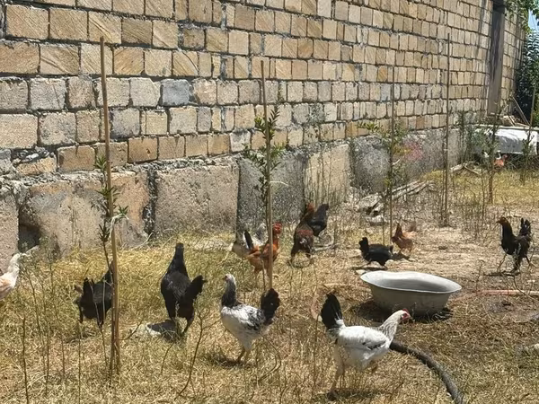 Chickens