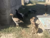 Chickens — foto 2