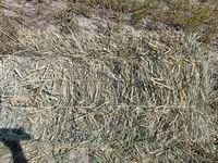 Продаётся тюки сена суданской травы кенийская 100 местонахождение — foto 2