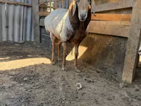 मेढ़ा, Dorper sheep — फ़ोटो 1