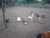Ducks — Foto 8