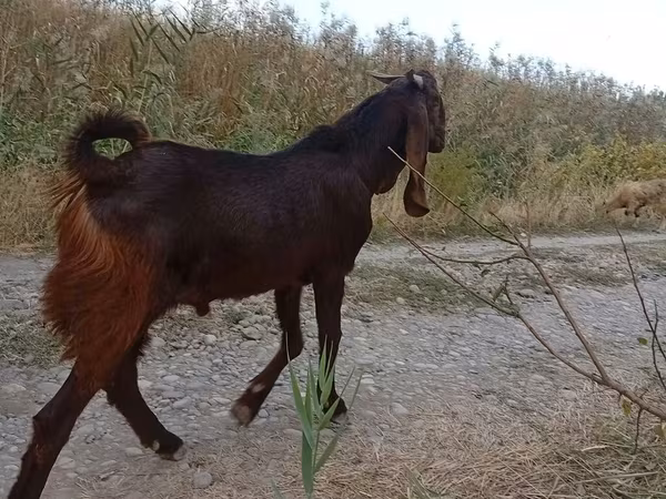 숫염소, Kamori goats
