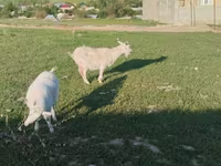 Keçi, Russian White goat — foto 4