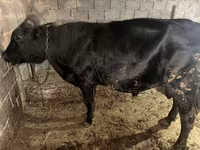 Tyre, Aberdeen-Angus — foto 2