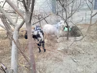 بکریاں (گروپ، جنس مذکور نہیں), بکریاں — تصویر 3