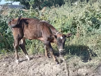 Бик, Swiss cattle — снимка 4