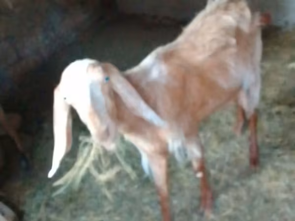 Ged, Nubian Goat