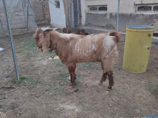 بز نر, Beetal goats