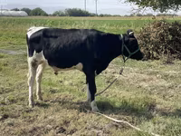 Lembu ternakan (lot, jantina tidak dinyatakan), Russian Black pied cattle — foto 2