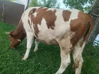 گاو ماده, Simmental cattle — عکس 1