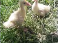 Geese — 사진 1