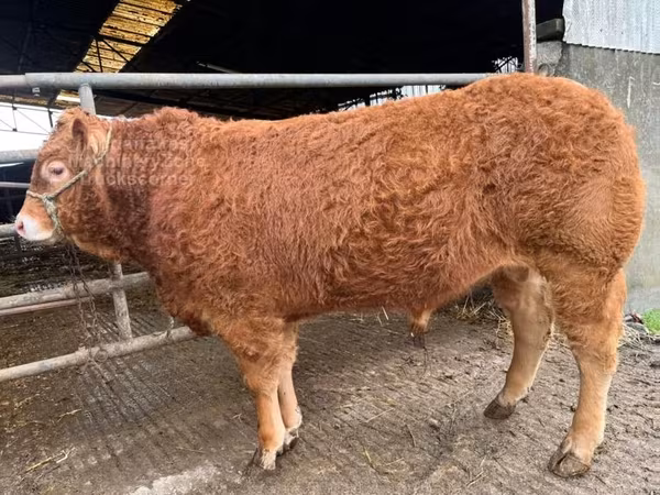 Dibi, Limousin cow — Boqortooyada Midowday