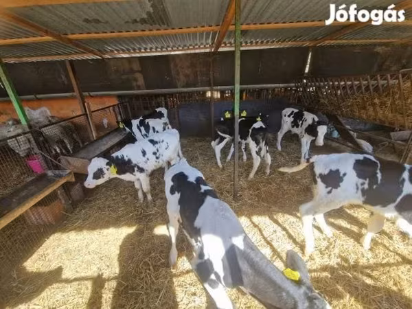 Bou, Rasa Holstein