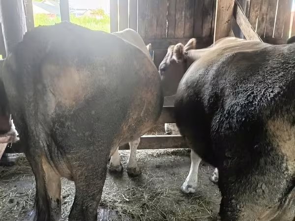 Vacă, Simmental cattle — Kazahstan
