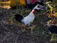 Japanisches Bantam — Foto 8