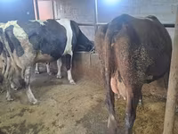 Mucca, Russian Black pied cattle — foto 1